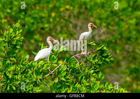 Ibis bianco Eudocimus albus San Blas, Nayarit, Messico 7 giugno adulti Threskiornithidae Foto Stock