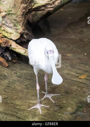 Un africano spatola (Platalea alba), in cattività a Calgary Zoo di Calgary, Alberta, Canada. Foto Stock