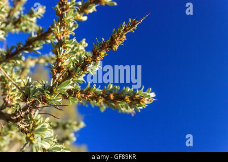 Foglie giovani di bacche di olivello spinoso Foto Stock