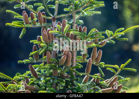 Pigne di crescere nella parte superiore di una Nordmann abete, Abies nordmanniana, Foto Stock