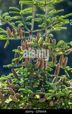 Pigne di crescere nella parte superiore di una Nordmann abete, Abies nordmanniana, Foto Stock