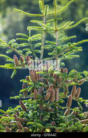 Pigne di crescere nella parte superiore di una Nordmann abete, Abies nordmanniana, Foto Stock