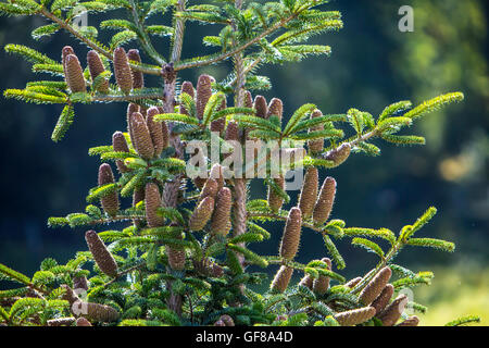 Pigne di crescere nella parte superiore di una Nordmann abete, Abies nordmanniana, Foto Stock