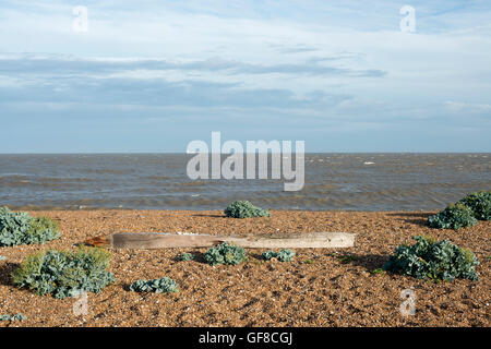 !00-enne groyne di legno recante sulla spiaggia a causa di erosione costiera, Bawdsey traghetto, Suffolk, Regno Unito. Foto Stock