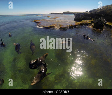 Nuova Zelanda le foche crogiolarsi in superficie durante le calde giornate estive, West Point, l'Isola di Rottnest, Australia occidentale Foto Stock
