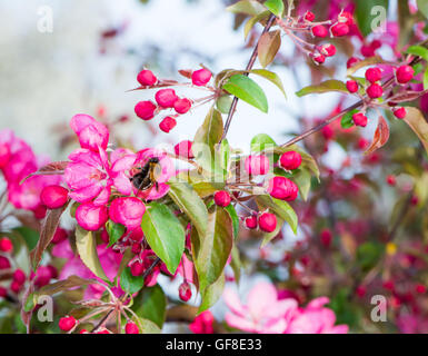 Spring time - flowering apple tree with pink blossoms. Foto Stock