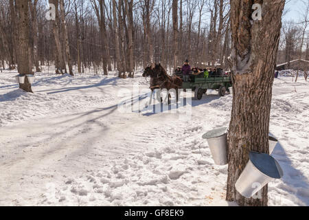 Un agricoltore che mostra il popolo del Québec il suo sciroppo d'acero fattoria dove le benne sono collegate a maple tronchi di alberi per la raccolta dei dati di SAP. Foto Stock