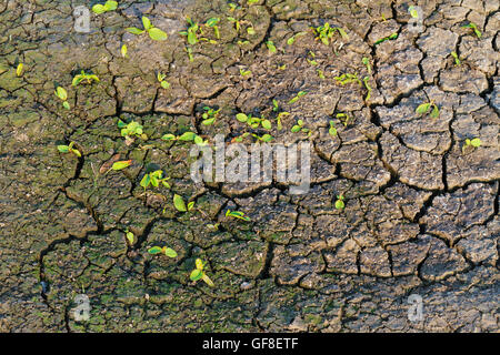 Nuova vita sulla terra dopo la siccità Foto Stock