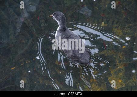 I capretti Coot nuoto su uno stagno in cerca di cibo. Foto Stock