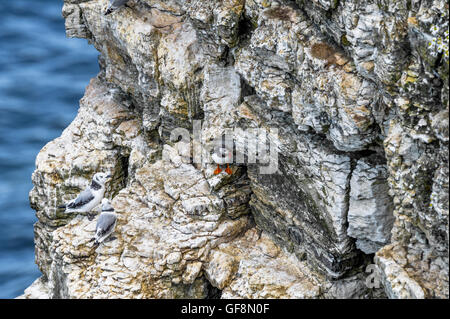 Adulto Puffin in piedi sulle scogliere calcaree a Bempton. Foto Stock