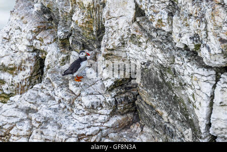 Adulto Puffin in piedi sulle scogliere calcaree a Bempton. Foto Stock