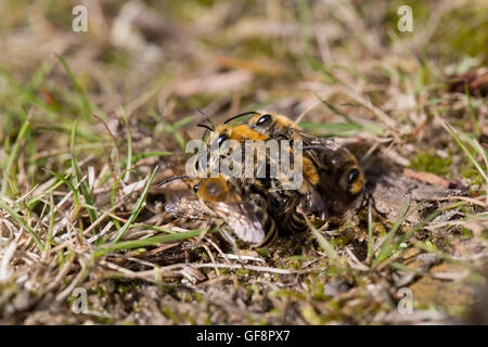 Ivy Mining Bee; Colletes hederae diversi nel gruppo Cornovaglia; Regno Unito Foto Stock