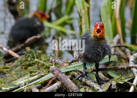 Coot Pulcini (fulica atra) sul Nido, lago d Idro, Italia Foto Stock