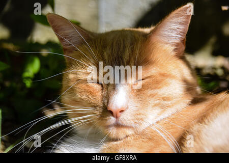 Ritratto di zenzero gatto addormentato Foto Stock