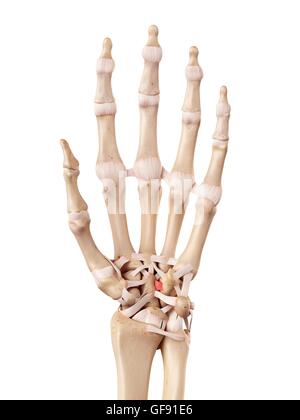 Mano umana anatomia, illustrazione. Foto Stock