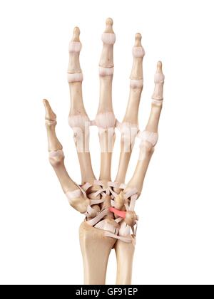 Mano umana anatomia, illustrazione. Foto Stock