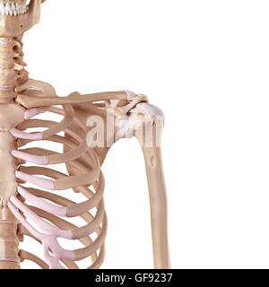 Spalla umana legamenti, illustrazione. Foto Stock