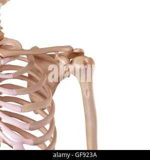 Spalla umana legamenti, illustrazione. Foto Stock
