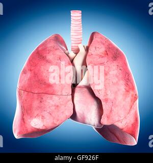 Il cuore umano e nei polmoni, illustrazione. Foto Stock