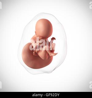 Feto umano età 18 settimane, illustrazione. Foto Stock