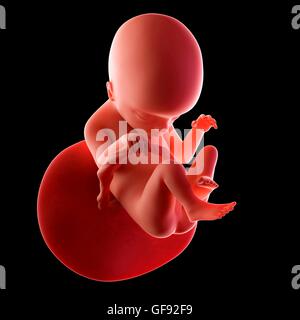Feto umano età 18 settimane, illustrazione. Foto Stock