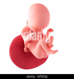 Feto umano età 18 settimane, illustrazione. Foto Stock