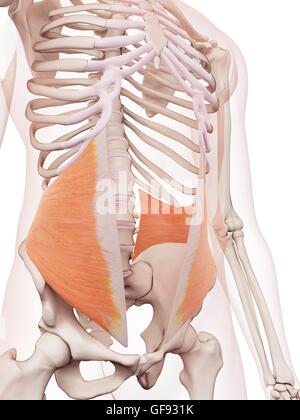 Umano i muscoli addominali, illustrazione. Foto Stock