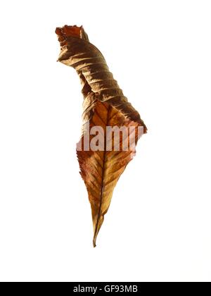 Ippocastano (Aesculus hippocastanum) foglia, studio shot. Foto Stock