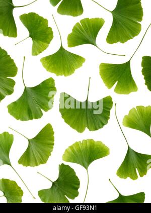 Le foglie dal Maidenhair (ginkgo biloba) tree, studio shot. Foto Stock