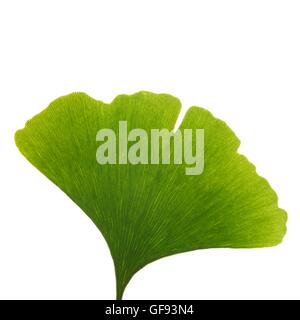 Foglia dal Maidenhair (ginkgo biloba) tree, studio shot. Foto Stock