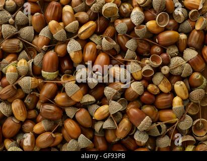 Ghiande di quercia, full frame. Foto Stock