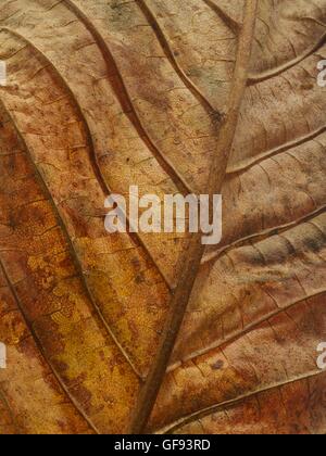 Dead autumn leaf, full frame. Foto Stock