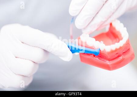 Dentista che mostra le dentiere, close-up. Foto Stock