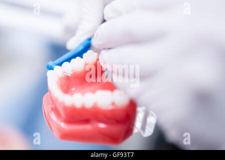 Dentista che mostra le dentiere, close-up. Foto Stock