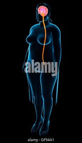 Illustrazione della femmina del sistema nervoso centrale. Foto Stock