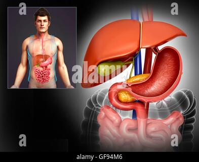 Illustrazione di fegato umano. Foto Stock