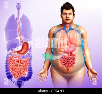 Illustrazione del maschio sistema digestivo. Foto Stock