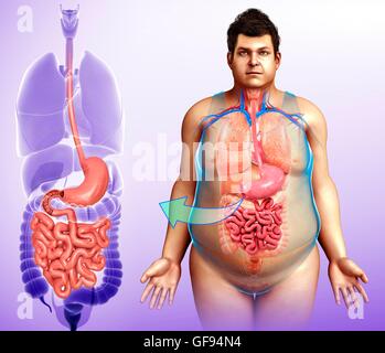 Illustrazione del maschio sistema digestivo. Foto Stock