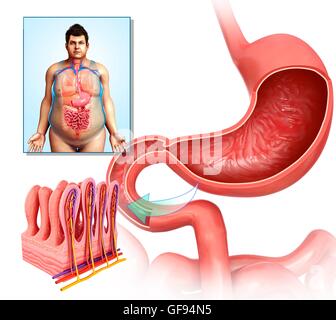 Illustrazione di stomaco e intestino tenue sezione trasversale. Foto Stock