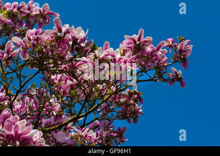 Il ramo di Rosa albero di magnolia in fiore Foto Stock