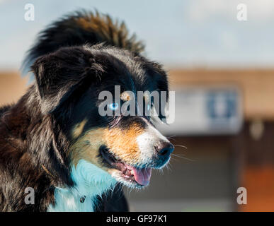 Immagine di un pastore australiano cane con penetranti occhi blu Foto Stock