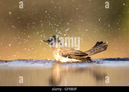 Dark capped (black eyed) Bulbul Pycnonotus tricolore di balneazione in un stagno poco profondo con uno spruzzo di acqua a livello degli occhi Foto Stock