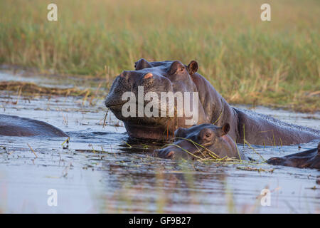 Ippopotamo Hippopotamus amphibius wallowing in acque poco profonde sul fiume Chobe in Botswana uno con grande testa sopra l'acqua Foto Stock