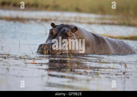 Un singolo ippopotamo Hippopotamus amphibius wallowing in acque poco profonde sul fiume Chobe in Botswana Foto Stock