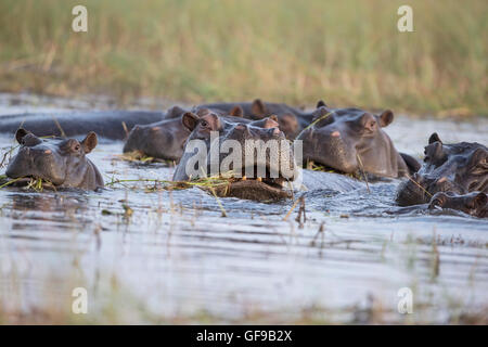 Una mandria di ippopotamo Hippopotamus amphibius wallowing in acque poco profonde sul fiume Chobe in Botswana Foto Stock