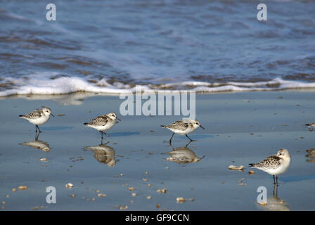 Quattro piccoli stint (Calidris minuta) o (Erolia minuta) in riva al mare Foto Stock