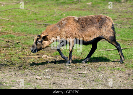 Pecore del Camerun Ovis aries camminare sull'erba Foto Stock