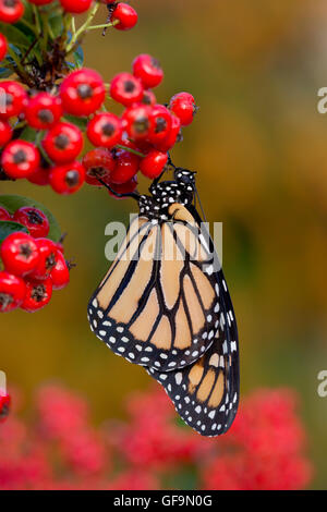 Farfalla monarca ; Danaus plexippus singolo su bacche REGNO UNITO Foto Stock