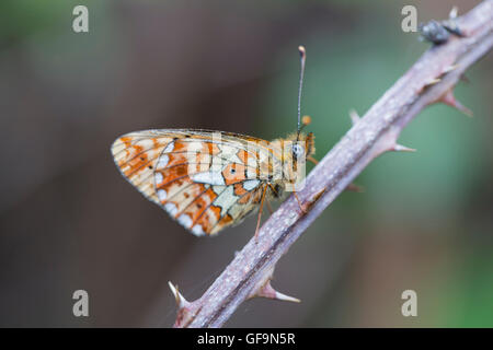 Pearl confina Fritillary Butterfly; Boloria euphrosyne singolo il ramoscello Cornwall, Regno Unito Foto Stock