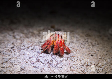 Night Shot di variabilis perlatus, il cosiddetto fragola granchio eremita su Lady Elliot Island, in Australia Foto Stock